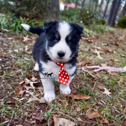 AKC Biscuit 11